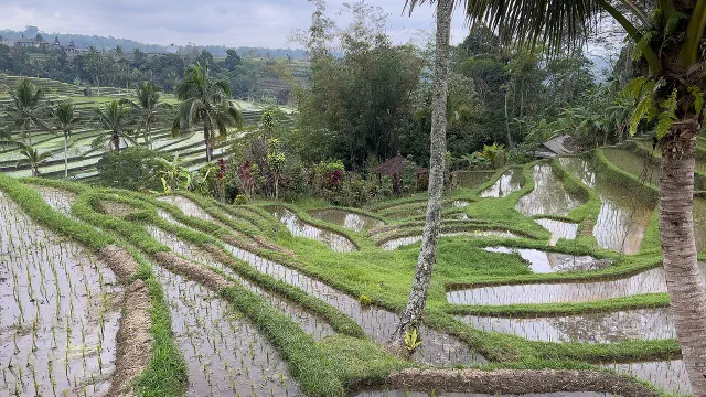 Sawah Terasering Jatiluwih Diusulkan Jadi Warisan Dunia