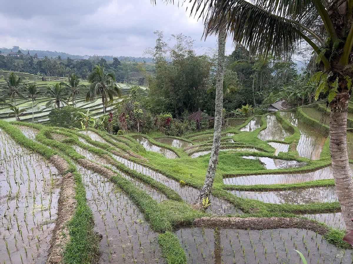 Sawah Terasering Jatiluwih Diusulkan Jadi Warisan Dunia