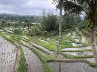 Sawah Terasering Jatiluwih Diusulkan Jadi Warisan Dunia